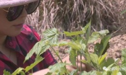 三叶最新爆料,神秘事件背后的惊人真相